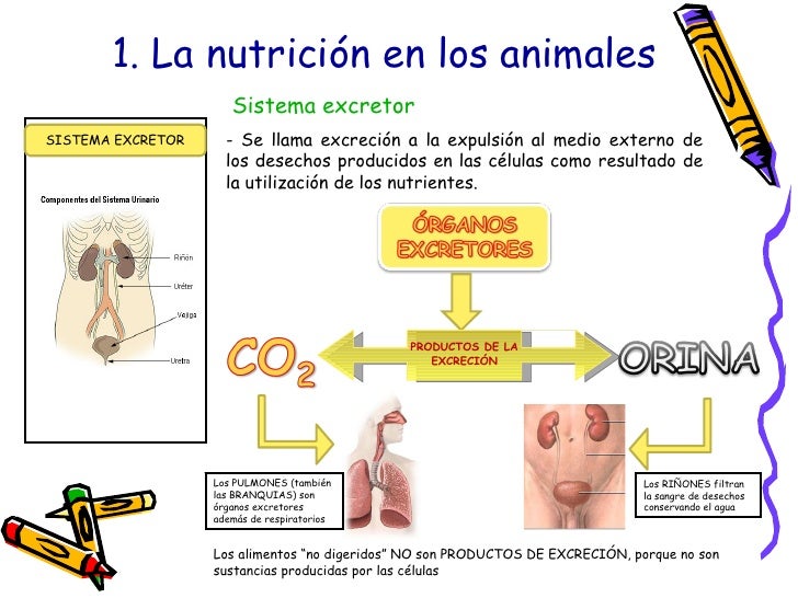 Tema1. La AlimentacióN En Los Animales