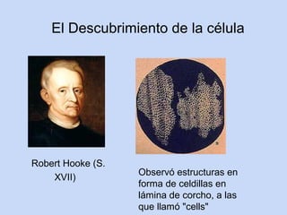El Descubrimiento de la célula




Robert Hooke (S.
                   Observó estructuras en
    XVII)
                   forma de celdillas en
                   lámina de corcho, a las
                   que llamó "cells"
 