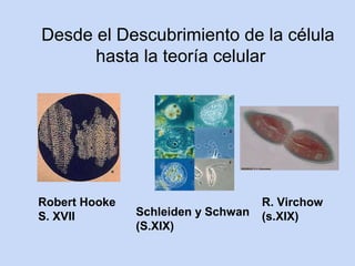 Desde el Descubrimiento de la célula
      hasta la teoría celular




Robert Hooke                        R. Virchow
S. XVII        Schleiden y Schwan   (s.XIX)
               (S.XIX)
 