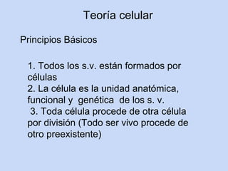 Teoría celular

Principios Básicos

 1. Todos los s.v. están formados por
 células
 2. La célula es la unidad anatómica,
 funcional y genética de los s. v.
  3. Toda célula procede de otra célula
 por división (Todo ser vivo procede de
 otro preexistente)
 