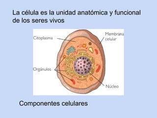 La célula es la unidad anatómica y funcional
de los seres vivos




  Componentes celulares
 