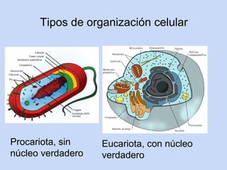 Tipos de organización celular




Procariota, sin    Eucariota, con núcleo
núcleo verdadero   verdadero
 