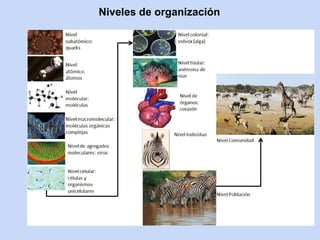 Niveles de organización
 