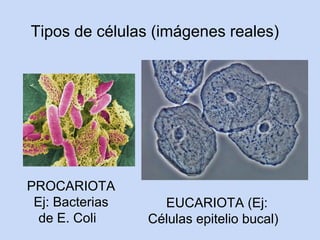 Tipos de células (imágenes reales)




PROCARIOTA
 Ej: Bacterias     EUCARIOTA (Ej:
  de E. Coli     Células epitelio bucal)
 
