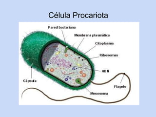 Célula Procariota
 