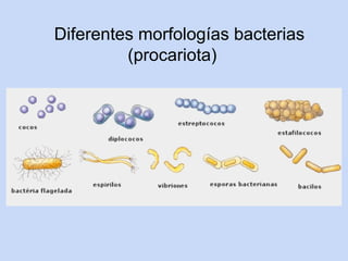Diferentes morfologías bacterias
         (procariota)
 