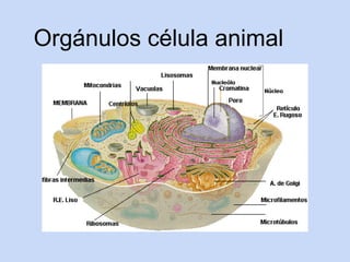 Orgánulos célula animal
 