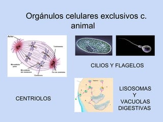 Orgánulos celulares exclusivos c.
             animal



                   CILIOS Y FLAGELOS



                           LISOSOMAS
                               Y
CENTRIOLOS
                            VACUOLAS
                           DIGESTIVAS
 