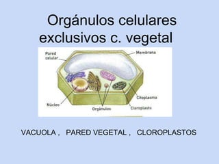 Orgánulos celulares
   exclusivos c. vegetal




VACUOLA , PARED VEGETAL , CLOROPLASTOS
 