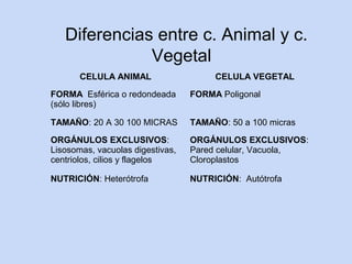 Diferencias entre c. Animal y c.
              Vegetal
       CELULA ANIMAL                   CELULA VEGETAL

FORMA Esférica o redondeada       FORMA Poligonal
(sólo libres)

TAMAÑO: 20 A 30 100 MICRAS        TAMAÑO: 50 a 100 micras

ORGÁNULOS EXCLUSIVOS:             ORGÁNULOS EXCLUSIVOS:
Lisosomas, vacuolas digestivas,   Pared celular, Vacuola,
centriolos, cilios y flagelos     Cloroplastos

NUTRICIÓN: Heterótrofa            NUTRICIÓN: Autótrofa
 