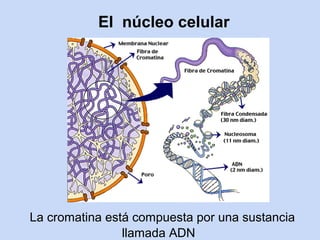 El núcleo celular




La cromatina está compuesta por una sustancia
                llamada ADN
 