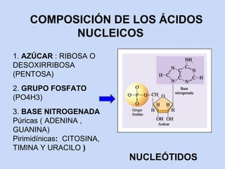 COMPOSICIÓN DE LOS ÁCIDOS
          NUCLEICOS
1. AZÚCAR : RIBOSA O
DESOXIRRIBOSA
(PENTOSA)
2. GRUPO FOSFATO
(PO4H3)
3. BASE NITROGENADA
Púricas ( ADENINA ,
GUANINA)
Pirimidínicas: CITOSINA,
TIMINA Y URACILO )
                           NUCLEÓTIDOS
 