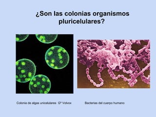 ¿Son las colonias organismos
                    pluricelulares?




Colonia de algas unicelulares Gº Volvox   Bacterias del cuerpo humano
 