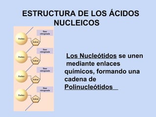 ESTRUCTURA DE LOS ÁCIDOS
      NUCLEICOS



        Los Nucleótidos se unen
        mediante enlaces
        químicos, formando una
        cadena de
        Polinucleótidos
 