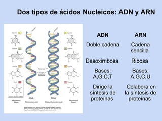 Dos tipos de ácidos Nucleicos: ADN y ARN


                        ADN            ARN
                   Doble cadena      Cadena
                                     sencilla
                   Desoxirribosa     Ribosa
                      Bases:          Bases:
                      A,G,C,T        A,G,C,U
                      Dirige la     Colabora en
                     síntesis de   la síntesis de
                     proteínas       proteínas
 