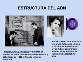 ESTRUCTURA DEL ADN




                                               Rosalind Franklin obtuvo una
                                               fotografía (fotografía 51) con
                                               la técnica de difracción de
                                               rayos X. Este experimento
 Watson, Crick y Wilkins propusieron el        fué crucial para revelar la
modelo de doble cadena enrollada en hélice y   estructura helicoidal del
obtuvieron en 1962 el Premio Nóbel de          ADN.
medicina.
 