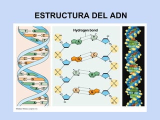 ESTRUCTURA DEL ADN
 