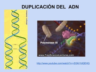 DUPLICACIÓN DEL ADN




    http://www.youtube.com/watch?v=-EGKrYdQEHQ
 