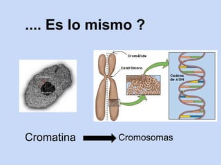 .... Es lo mismo ?




Cromatina    Cromosomas
 