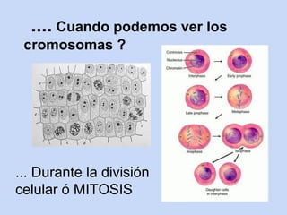 .... Cuando podemos ver los
 cromosomas ?




... Durante la división
celular ó MITOSIS
 