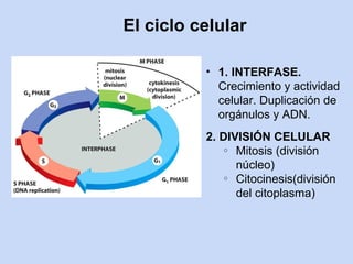 El ciclo celular

          • 1. INTERFASE.
            Crecimiento y actividad
            celular. Duplicación de
            orgánulos y ADN.
          2. DIVISIÓN CELULAR
              o Mitosis (división

                núcleo)
              o Citocinesis(división

                del citoplasma)
 