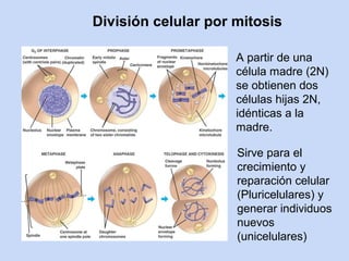 División celular por mitosis

                     A partir de una
                     célula madre (2N)
                     se obtienen dos
                     células hijas 2N,
                     idénticas a la
                     madre.

                     Sirve para el
                     crecimiento y
                     reparación celular
                     (Pluricelulares) y
                     generar individuos
                     nuevos
                     (unicelulares)
 