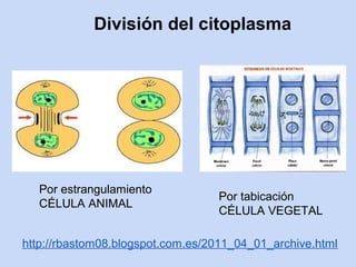 División del citoplasma




  Por estrangulamiento
                                  Por tabicación
  CÉLULA ANIMAL
                                  CÉLULA VEGETAL

http://rbastom08.blogspot.com.es/2011_04_01_archive.html
 