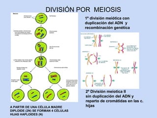 DIVISIÓN POR MEIOSIS
                                    1º división meiótica con
                                    duplicación del ADN y
                                    recombinación genética




                                    2º División meiotica II
                                    sin duplicación del ADN y
                                    reparto de cromátidas en las c.
A PARTIR DE UNA CÉLULA MADRE        hijas
DIPLOIDE (2N) SE FORMAN 4 CÉLULAS
HIJAS HAPLOIDES (N)
 