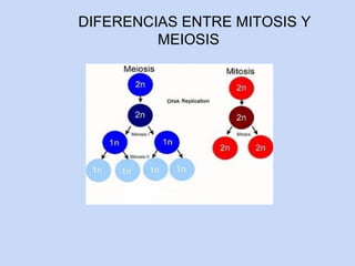 DIFERENCIAS ENTRE MITOSIS Y
         MEIOSIS
 