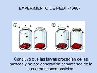 EXPERIMENTO DE REDI (1668)




 Concluyó que las larvas procedían de las
moscas y no por generación espontánea de la
         carne en descomposición
 