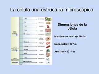 La célula una estructura microscópica

                     Dimensiones de la
                          célula

                   Micrómetro (micra)= 10 -6 m


                   Nanometro= 10- 9 m


                   Amstron= 10 -10 m
 