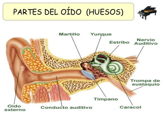 Resultado de imagen de aparato auditivo