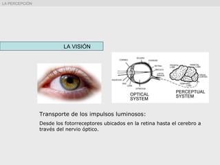 Transporte de los impulsos luminosos:
Desde los fotorreceptores ubicados en la retina hasta el cerebro a
través del nervio óptico.
LA VISIÓN
LA PERCEPCIÓN
 