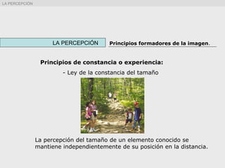 Principios de constancia o experiencia:
- Ley de la constancia del tamaño
La percepción del tamaño de un elemento conocido se
mantiene independientemente de su posición en la distancia.
LA PERCEPCIÓN Principios formadores de la imagen.
LA PERCEPCIÓN
 