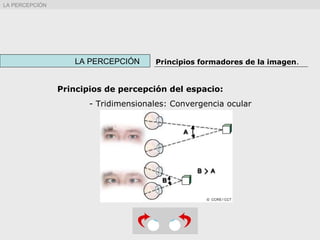 LA PERCEPCIÓN Principios formadores de la imagen.
LA PERCEPCIÓN
Principios de percepción del espacio:
- Tridimensionales: Convergencia ocular
 