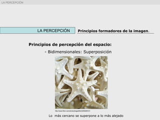 LA PERCEPCIÓN Principios formadores de la imagen.
LA PERCEPCIÓN
Principios de percepción del espacio:
- Bidimensionales: Superposición
http://www.flickr.com/photos/kagedfish/2250269121
Lo más cercano se superpone a lo más alejado
 