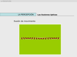 Ilusión de movimiento
LA PERCEPCIÓN Las ilusiones ópticas
LA PERCEPCIÓN
 