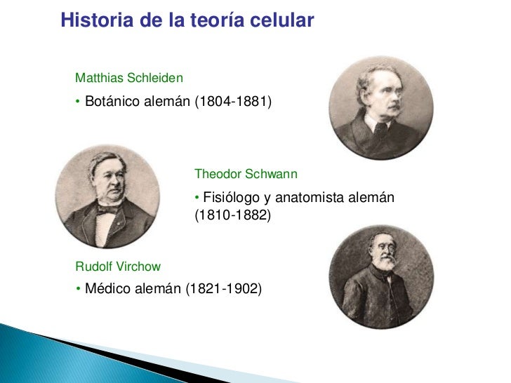 A Teoria Celular Proposta Por Schleiden E Schwann Afirma Que