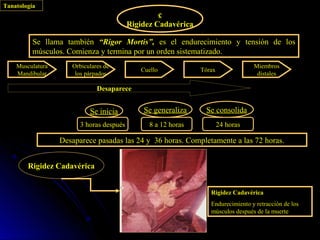 Tanatología
                                                   c
                                          Rigidez Cadavérica

          Se llama también “Rigor Mortis”, es el endurecimiento y tensión de los
          músculos. Comienza y termina por un orden sistematizado.
    Musculatura      Orbiculares de                                               Miembros
                                             Cuello            Tórax
    Mandibular        los párpados                                                 dístales

                              Desaparece


                           Se inicia          Se generaliza     Se consolida
                        3 horas después         8 a 12 horas           24 horas

                  Desaparece pasadas las 24 y 36 horas. Completamente a las 72 horas.


        Rigidez Cadavérica


                                                                  Rigidez Cadavérica
                                                                  Endurecimiento y retracción de los
                                                                  músculos después de la muerte
 