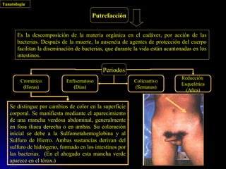 Tanatología

                                        Putrefacción


       Es la descomposición de la materia orgánica en el cadáver, por acción de las
       bacterias. Después de la muerte, la ausencia de agentes de protección del cuerpo
       facilitan la diseminación de bacterias, que durante la vida están acantonadas en los
       intestinos.

                                            Periodos
                                                                               Reducción
        Cromático           Enfisematoso                  Colicuativo
                                                                               Esquelética
         (Horas)               (Días)                     (Semanas)
                                                                                 (Años)


   Se distingue por cambios de color en la superficie
   corporal. Se manifiesta mediante el aparecimiento
   de una mancha verdosa abdominal, generalmente
   en fosa iliaca derecha o en ambas. Su coloración
   inicial se debe a la Sulfometahemoglobina y al
   Sulfuro de Hierro. Ambas sustancias derivan del
   sulfuro de hidrógeno, formado en los intestinos por
   las bacterias. (En el ahogado esta mancha verde
   aparece en el tórax.)
 
