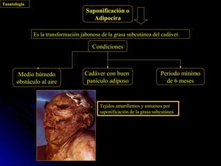 Tanatología
                                     Saponificación o
                                        Adipocira

              Es la transformación jabonosa de la grasa subcutánea del cadáver.

                                        Condiciones



       Medio húmedo                 Cadáver con buen                     Periodo mínimo
       obstáculo al aire             panículo adiposo                      de 6 meses



                                           Tejidos amarillentos y untuosos por
                                           saponificación de la grasa subcutánea
 