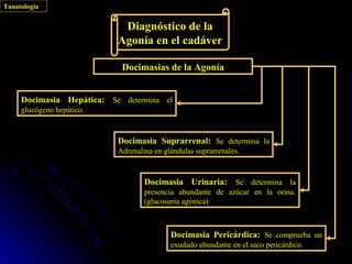 Tanatología


                            Diagnóstico de la
                           Agonía en el cadáver

                            Docimasias de la Agonía


     Docimasia Hepática: Se determina el
     glucógeno hepático.



                           Docimasia Suprarrenal: Se determina la
                           Adrenalina en glándulas suprarrenales.



                                   Docimasia Urinaria: Se determina la
                                   presencia abundante de azúcar en la orina.
                                   (glucosuria agónica)



                                           Docimasia Pericárdica: Se comprueba un
                                           exudado abundante en el saco pericárdico.
 