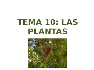 TEMA 10: LAS
PLANTAS
 