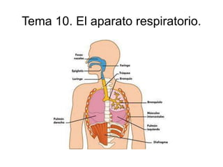 Tema 10. El aparato respiratorio.
 