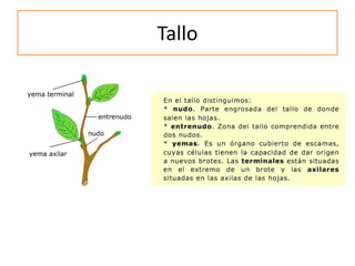 Tallo
 