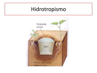 Hidrotropismo
 