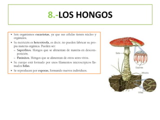 8.-LOS HONGOS
 