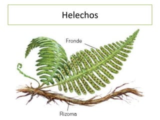 Helechos
 
