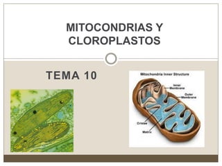 TEMA 10
MITOCONDRIAS Y
CLOROPLASTOS
 