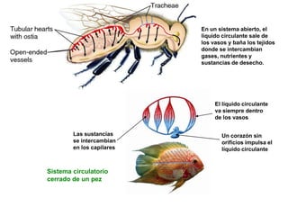 En un sistema abierto, el
                           líquido circulante sale de
                           los vasos y baña los tejidos
                           donde se intercambian
                           gases, nutrientes y
                           sustancias de desecho.




                                El líquido circulante
                                va siempre dentro
                                de los vasos

        Las sustancias            Un corazón sin
        se intercambian           orificios impulsa el
        en los capilares          líquido circulante


Sistema circulatorio
cerrado de un pez
 